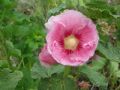 Alcea biennis